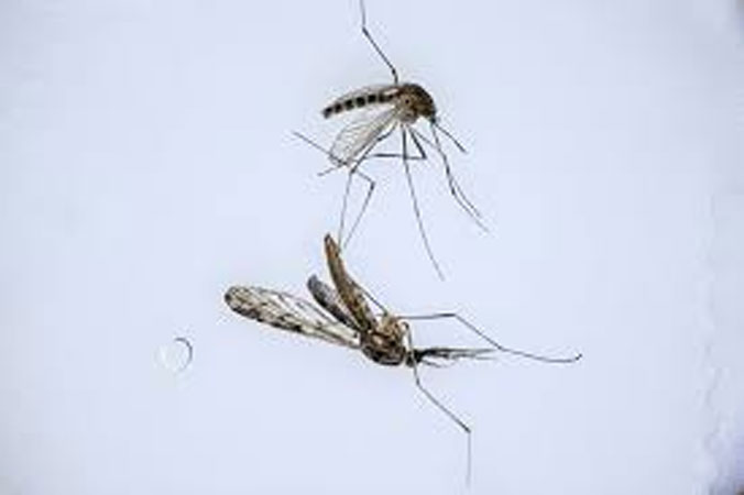 As climate warms, S Korea fights new border threat: malarial mosquitoes - Daily Times