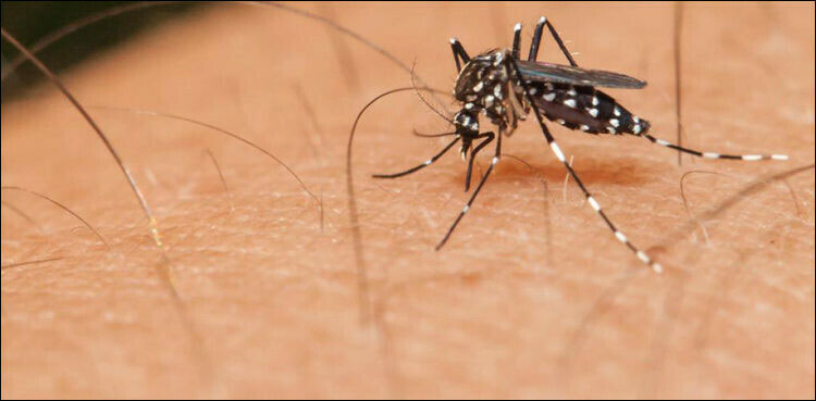 Islamabad reports eight new dengue cases in 24 hours