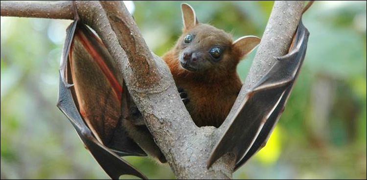 Nipah virus takes life of one in India's Kerala