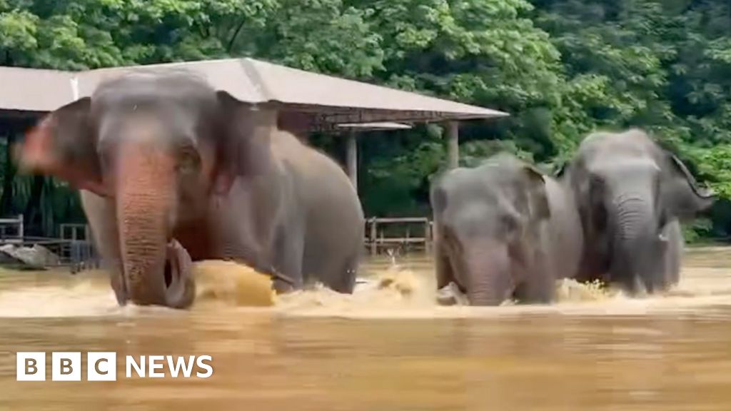 Elephants escape floodwaters in Thailand