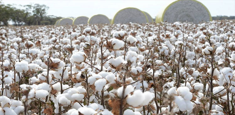 Over 4.2mln cotton bales arrival recorded at ginneries till Oct 31