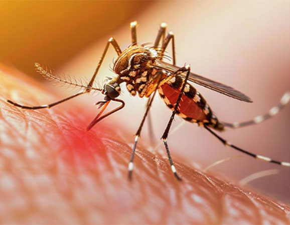 Punjab reports 89 new dengue cases