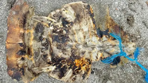 Courtesy of Irene Dillo Photo of a fragmented sea turtle shell on the ground