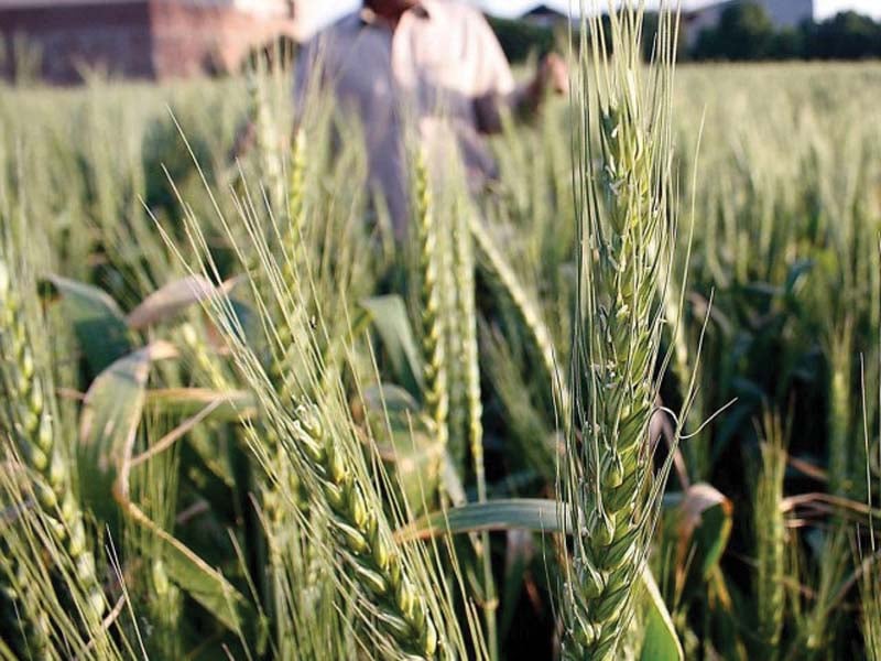 organic food industry played a positive role in addressing health challenges posed by the changing lifestyle photo file