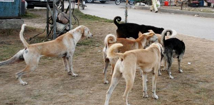 LHC orders to halt dog culling campaign across Punjab