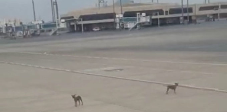 Karachi airport's general aviation area faces stray dog problem