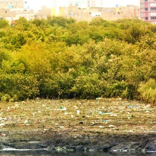 mangrove photo express