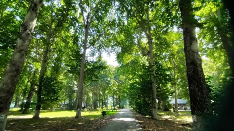 Getty Images A view of chinar trees at Kashmir University campus on July 18, 2022 in Srinagar, India. (Photo by Waseem Andrabi/Hindustan Times via Getty Images)