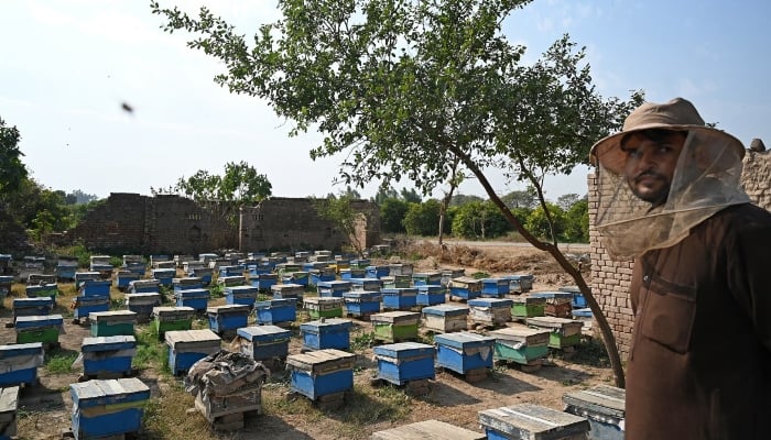 A beekeeper standing in a honeybee farm at Lak Mor village in Sargodha district of Punjab. — AFP/File