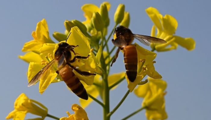 Honeybees collecting nectar from mustard flowers near a honeybee farm at Lak Mor village in Sargodha district of Punjab. — AFP/File