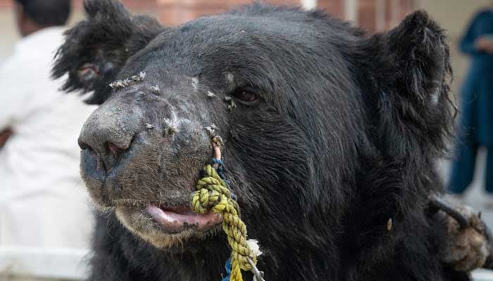 Nose ring and chain around Rockys neck can be seen. — FOUR PAWS