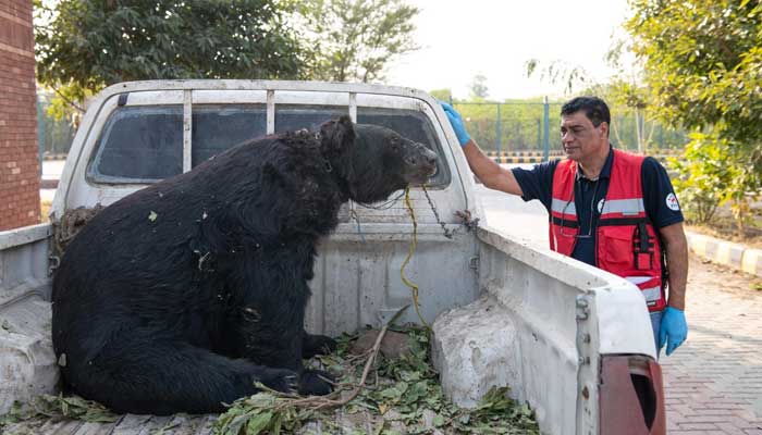 Rocky the bear placed in a vehicle as one of the rescuers look at him. — FOUR PAWS