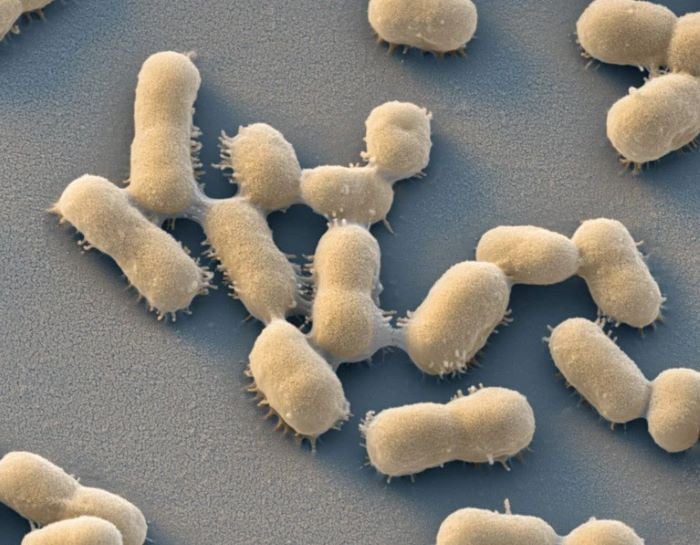 acinetobacter baumannii a bacterium associated with hospital acquired infections that can develop resistance to antibiotics photo eye of science science photo library