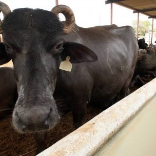 truck full of buffaloes robbed at gunpoint in karachi photo file