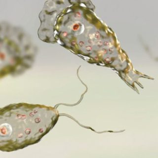 Karachi reports first Naegleria death of 2025