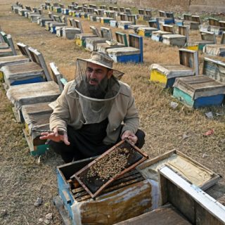 Plan B: Climate change forces Pakistan beekeepers to widen pursuit of flowers