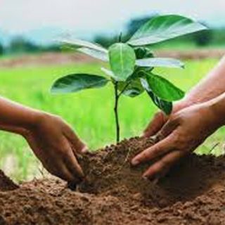 Plant for Pakistan: Widespread spring afforestation campaign launched to reverse deforestation in KP