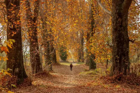 Getty Images A visitor walks on fallen Chinar tree leaves inside a Mughal garden during an autumn day in Srinagar, Jammu and Kashmir, on November 17, 2024. Autumn, locally known as Harud, is a season of harvesting in Kashmir, with trees changing their colours while the daylight hours become shorter as winter approaches.