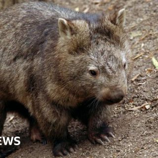 US influencer draws backlash for taking baby wombat from mum